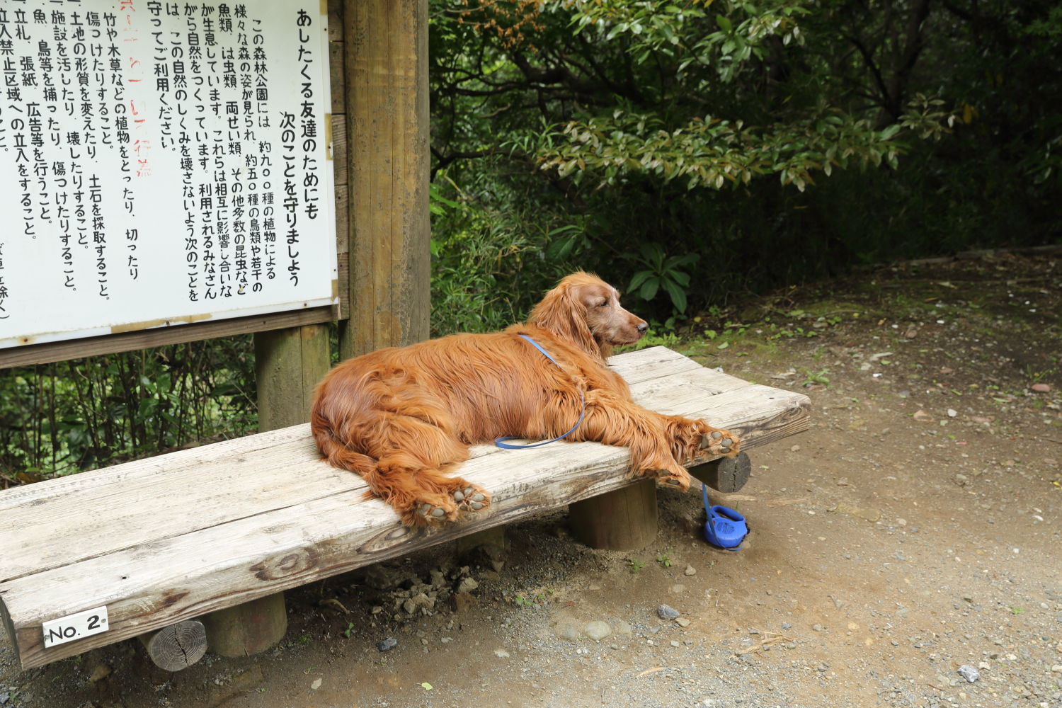 ブーちゃん_b0275998_11142350.jpg