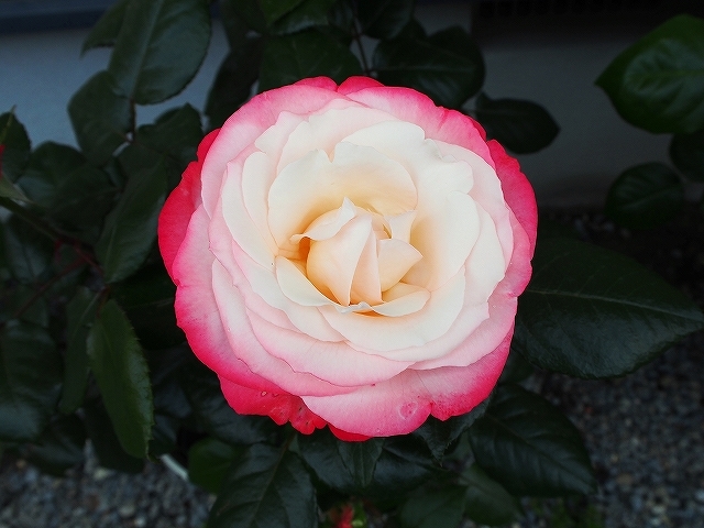 開花がピークを迎えたバラ_e0289203_21305895.jpg