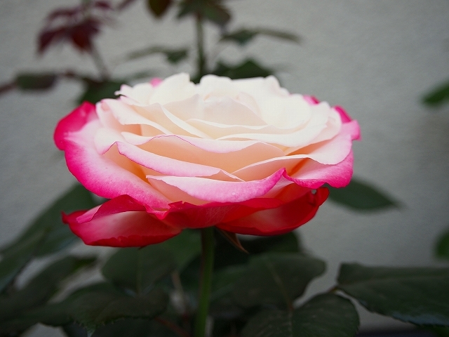 開花がピークを迎えたバラ_e0289203_21310163.jpg