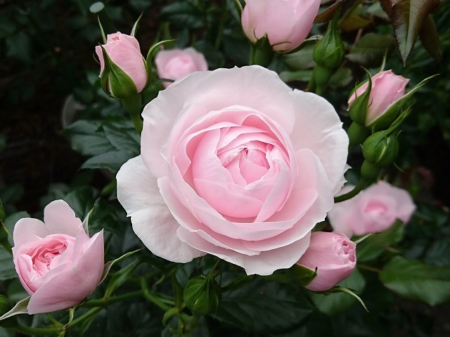 開花がピークを迎えたバラ_e0289203_21311817.jpg