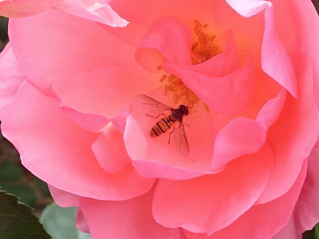開花がピークを迎えたバラ_e0289203_21312189.jpg
