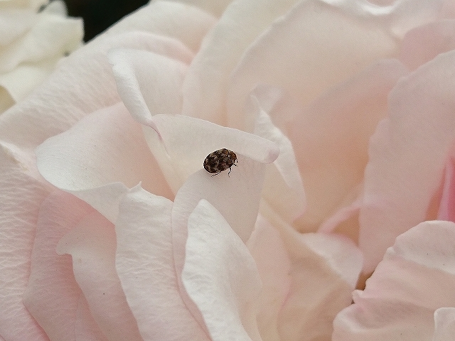 開花がピークを迎えたバラ_e0289203_21312470.jpg