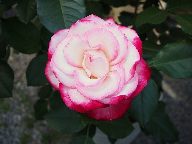 開花がピークを迎えたバラ_e0289203_21422851.jpg