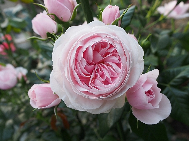 開花がピークを迎えたバラ_e0289203_21453370.jpg