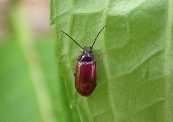 小さい甲虫の名前を教えてください 昆虫ブログ むし探検広場