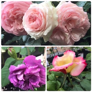 薔薇の季節_f0231309_16184450.jpg
