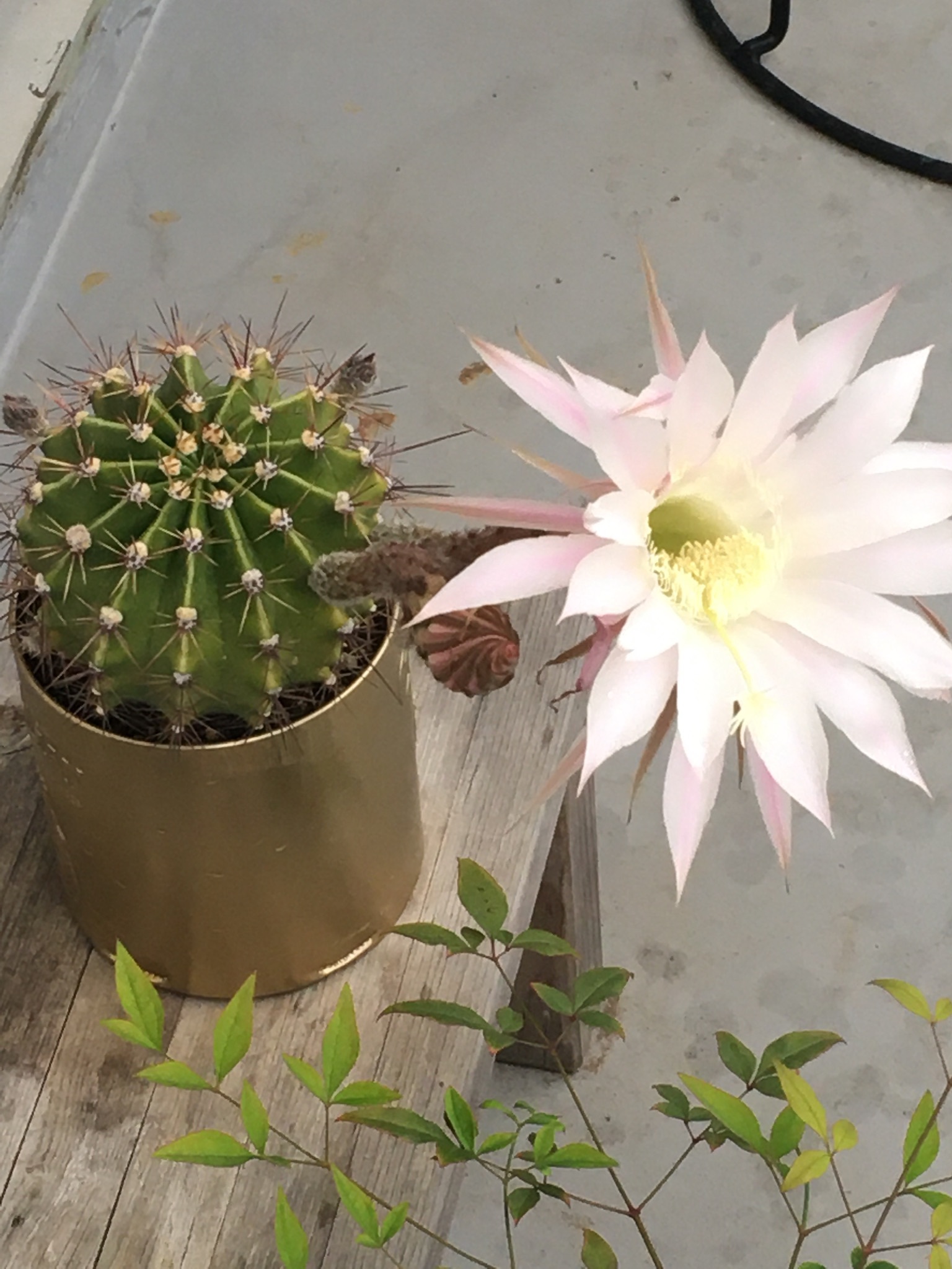 サボテンの花とフォカッチャのサンドイッチ_d0348118_12592705.jpeg