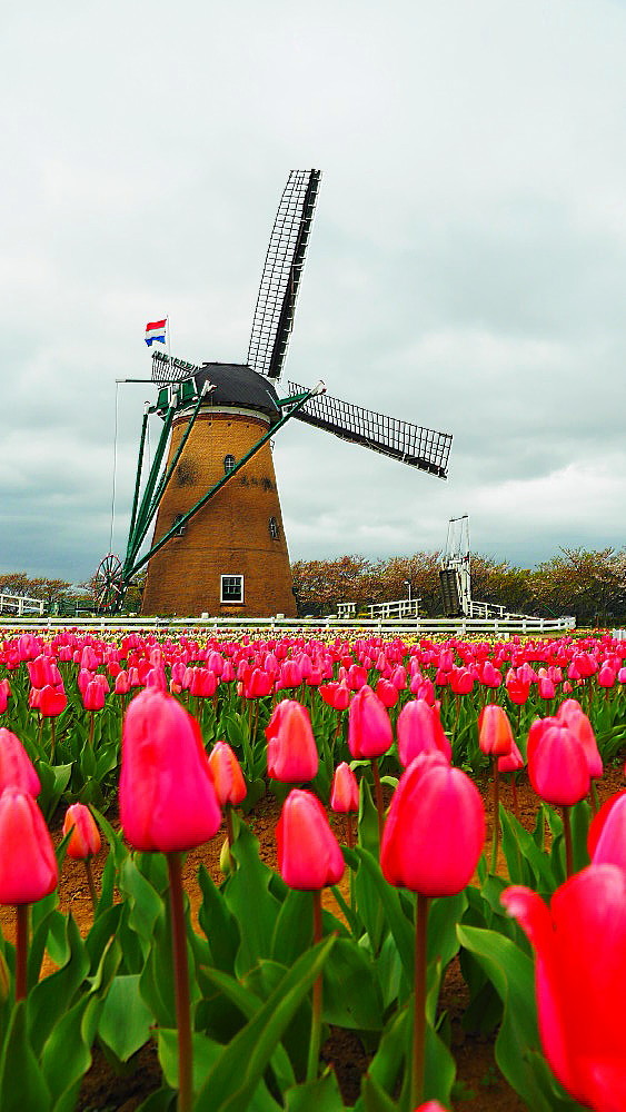 オランダ風車とチューリップ 風の香に誘われて 風景のふぉと缶