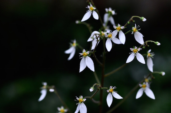 ユキノシタ_b0172633_20063270.jpg