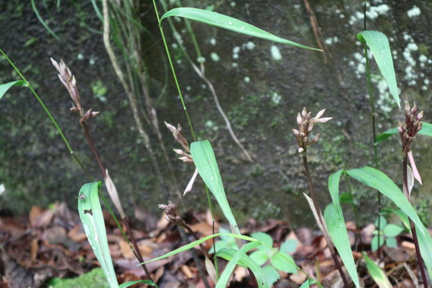 花散策（清滝、白水湿性花園、 白水鉱泉、男池、籾山神社）_e0272335_18583441.jpg