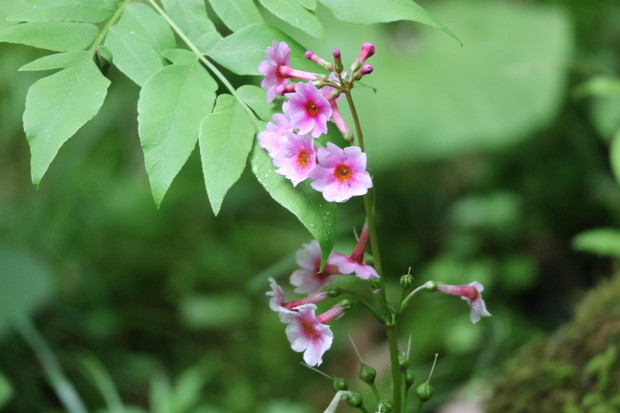 花散策（清滝、白水湿性花園、 白水鉱泉、男池、籾山神社）_e0272335_19212987.jpg