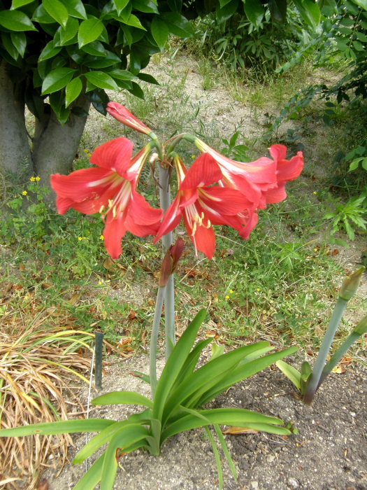 アマリリス 赤 時々の花