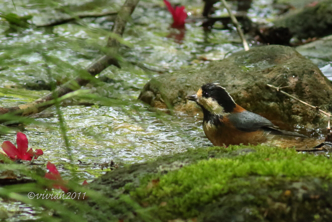 矢板 県民の森 ~久しぶりに野鳥に会いに~_e0227942_21192246.jpg
