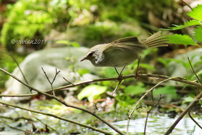矢板 県民の森 ~久しぶりに野鳥に会いに~_e0227942_21210758.jpg