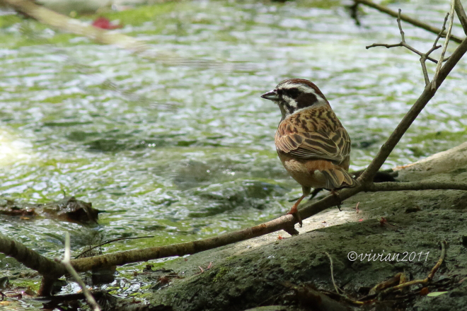 矢板 県民の森 ~久しぶりに野鳥に会いに~_e0227942_21221444.jpg