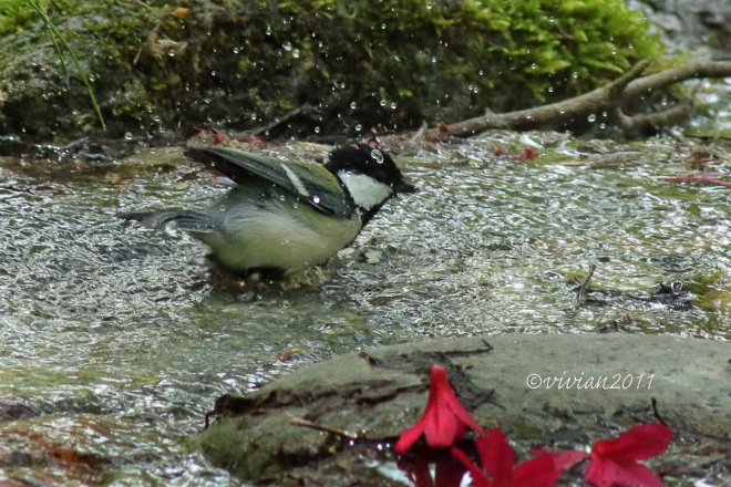 矢板 県民の森 ~久しぶりに野鳥に会いに~_e0227942_21240493.jpg