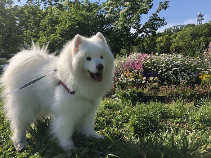 2020年5月前半 インスタ写真集 その1 _f0128542_09053179.jpg