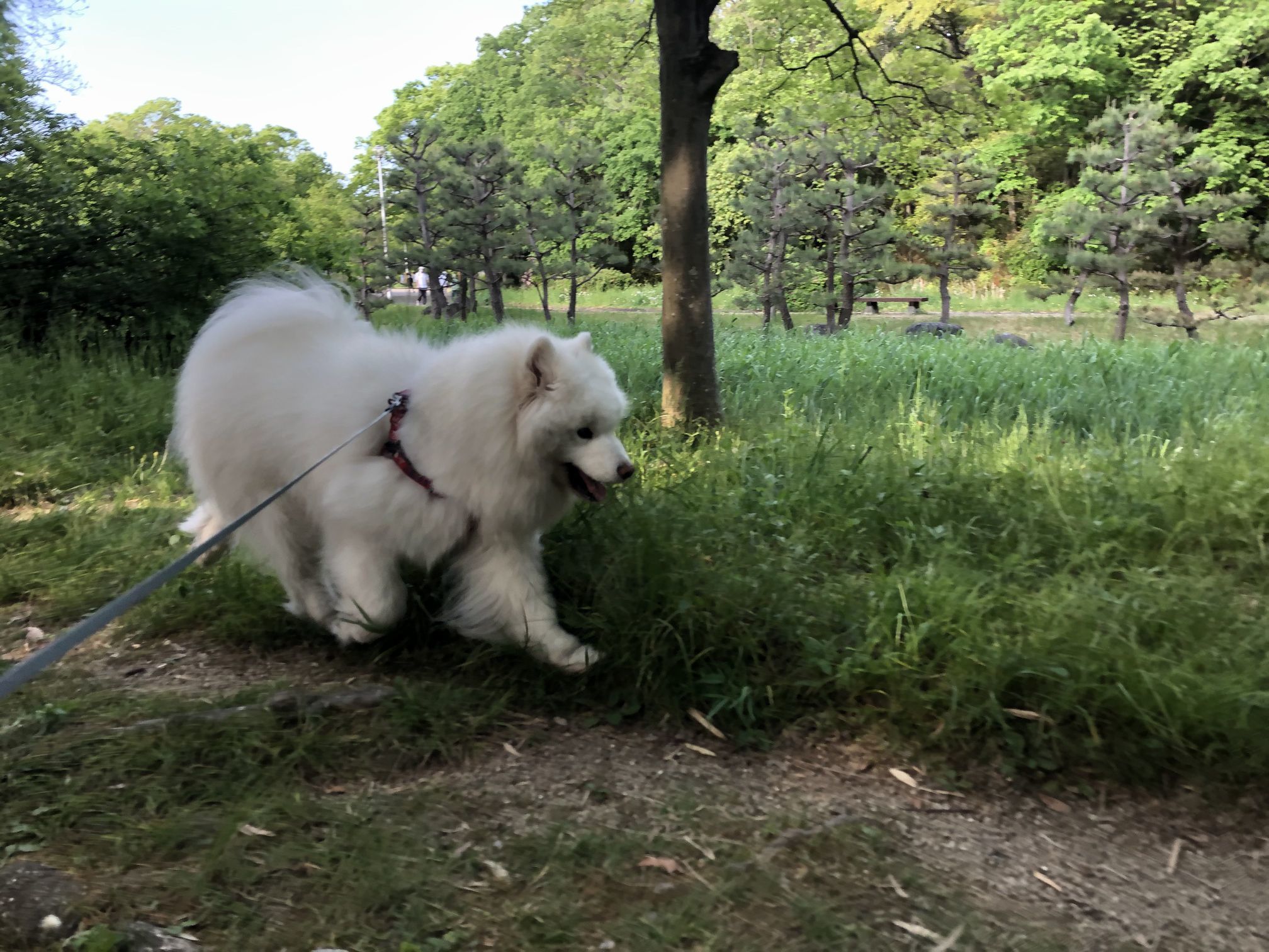 2020年5月前半 インスタ写真集 その1 _f0128542_09132667.jpg