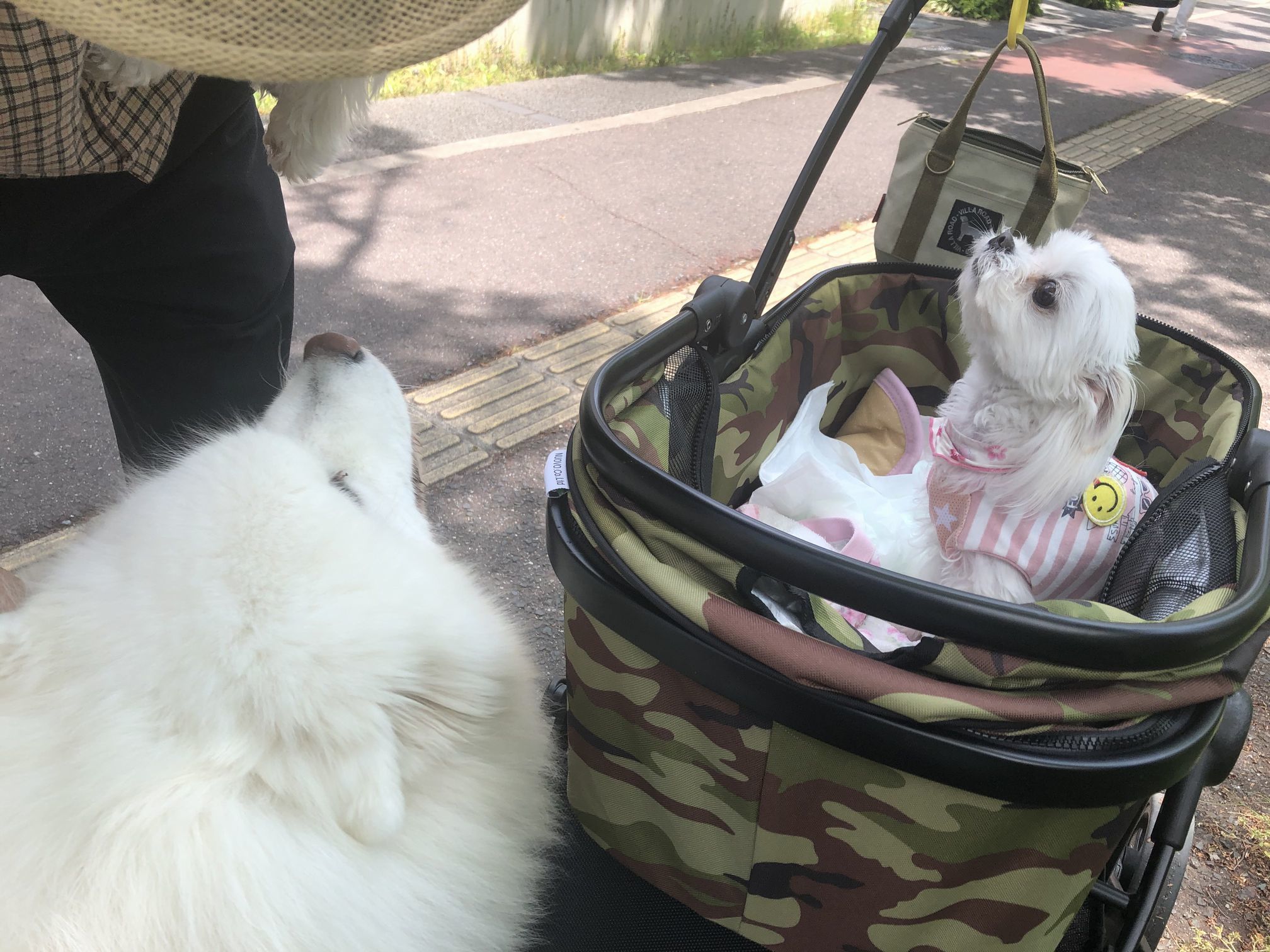 2020年5月前半 インスタ写真集 その1 _f0128542_09261558.jpg