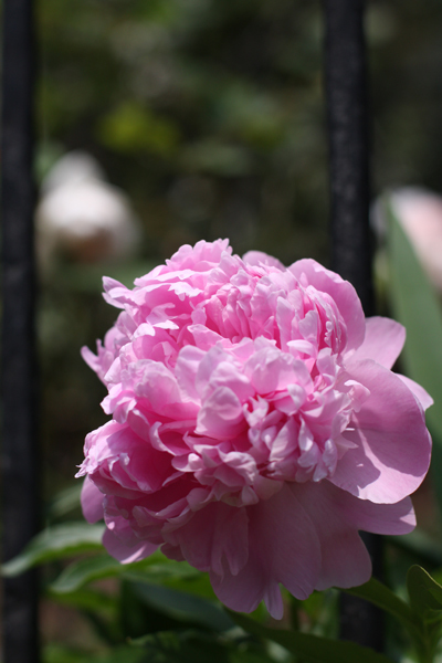庭の芍薬の花が咲きました_e0333647_15353247.jpg