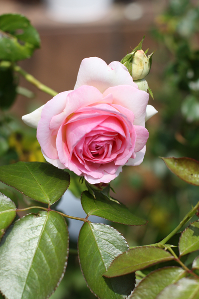 庭の芍薬の花が咲きました_e0333647_15354158.jpg