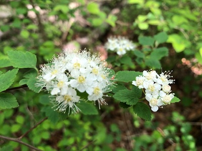 アイズシモツケ_f0019247_23134220.jpg