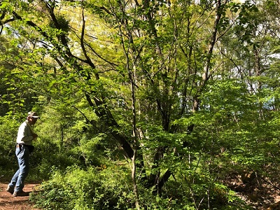 アイズシモツケ_f0019247_23144738.jpg