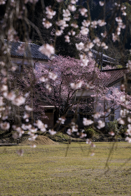 2020桜咲く奈良　旧丹生小学校の桜_f0155048_13434287.jpg