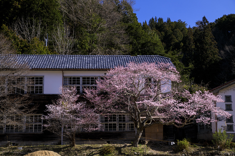 2020桜咲く奈良　旧丹生小学校の桜_f0155048_13445839.jpg
