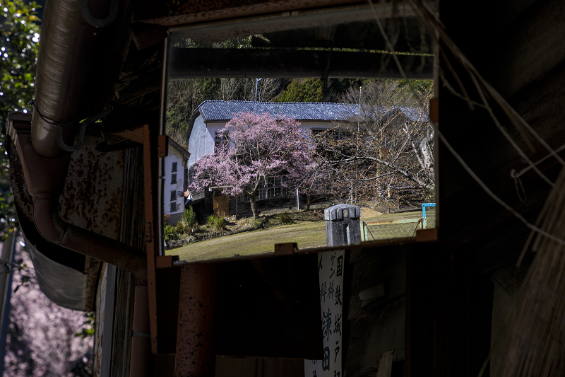 2020桜咲く奈良　旧丹生小学校の桜_f0155048_1347148.jpg