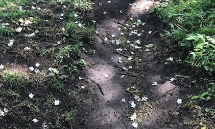 新緑を引き立てる雪のように白いエゴノキの花5・17_c0014967_16035895.jpg