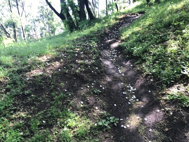 新緑を引き立てる雪のように白いエゴノキの花5・17_c0014967_16040987.jpg