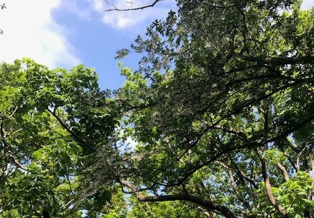 新緑を引き立てる雪のように白いエゴノキの花5・17_c0014967_16043121.jpg