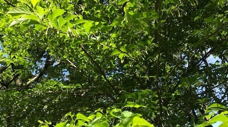 新緑を引き立てる雪のように白いエゴノキの花5・17_c0014967_16062503.jpg