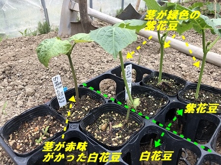 花豆の不思議・・・？？_d0251572_09442537.jpg