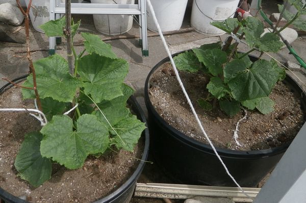 夕顔と落花生の植え付け ソラマメとキャベツの収穫 ブルーベリーの育て方 栽培 ブルーベリー ノート Blueberrynote 夕顔と落花生の植え付け ソラマメとキャベツの収穫 ブルーベリーの育て方 栽培 ブルーベリー ノート Blueberrynote