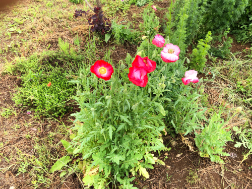 雨上がりの田んぼ、今日は田植えの日曜日、家族総出で、お昼ご飯は、田んぼのあぜでピクニック。_d0338282_18431192.jpg