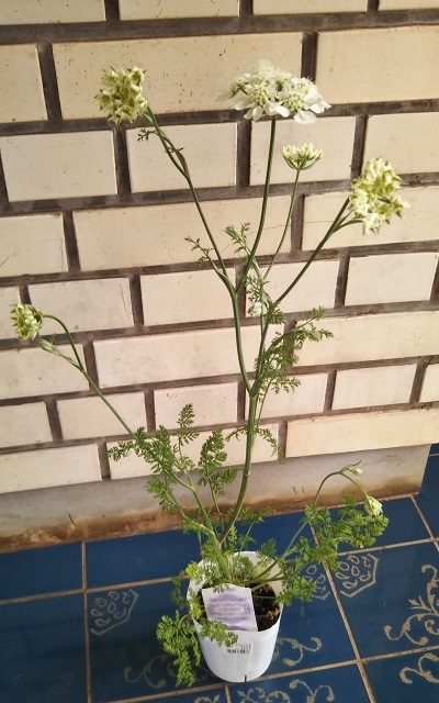 オルレア ホワイトレース 苗を見たら買っちゃいました 健気に育つ植物たち