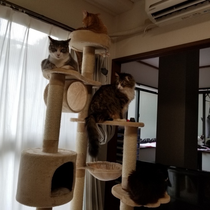 ちぃちゃん お手伝いする_c0369492_08155417.jpg