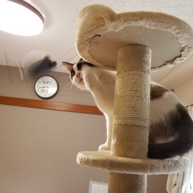 ちぃちゃん お手伝いする_c0369492_08191099.jpg