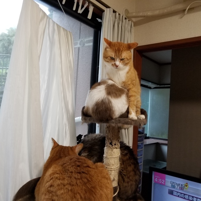 ちぃちゃん お手伝いする_c0369492_08275970.jpg