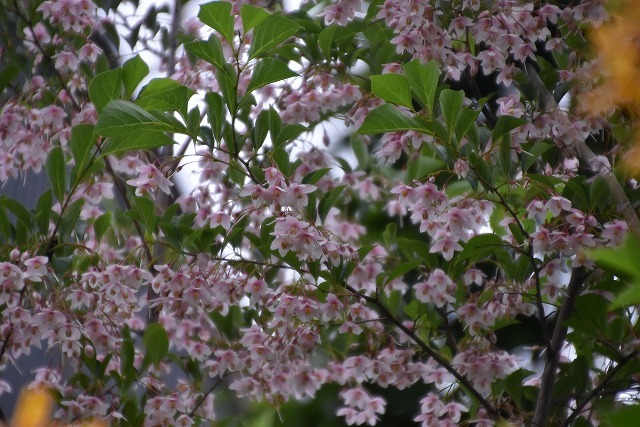 エゴノキ ピンクチャイム 5月14 18日の庭 雑木林の家から Nishio