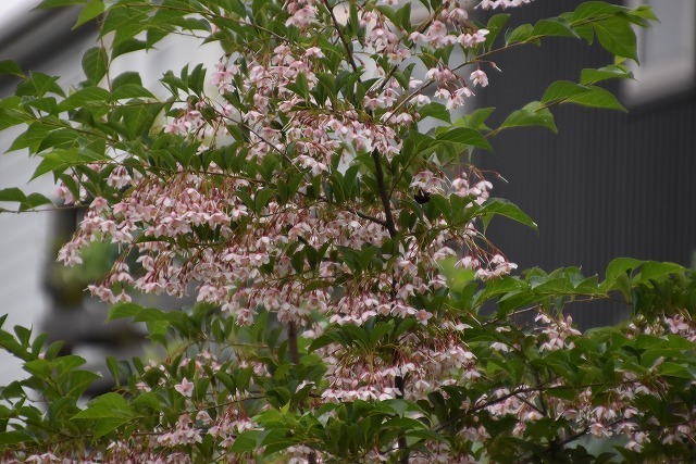 エゴノキ ピンクチャイム 5月14-18日の庭。 : 雑木林の家から-nishio