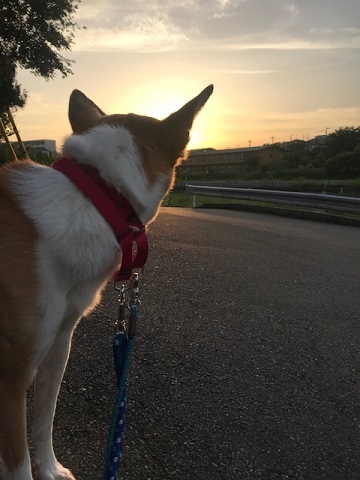 きれいな夕陽を見ながら♪_f0242002_17050946.jpg