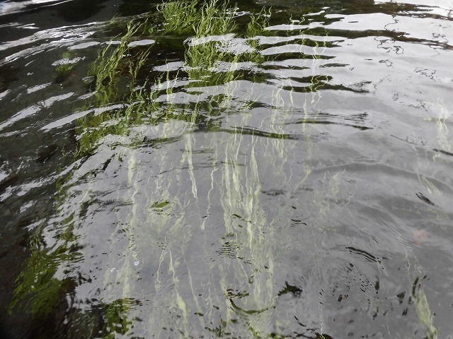 水位がこれまでになく高い田宿川 川そうじでカメラが水没_f0141310_08023289.jpg