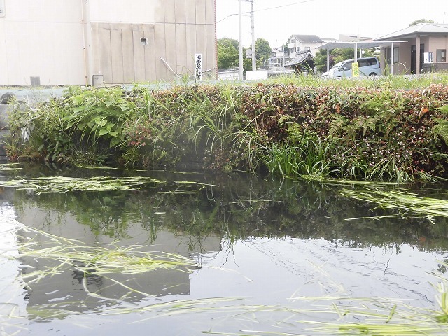 水位がこれまでになく高い田宿川 川そうじでカメラが水没_f0141310_08023989.jpg