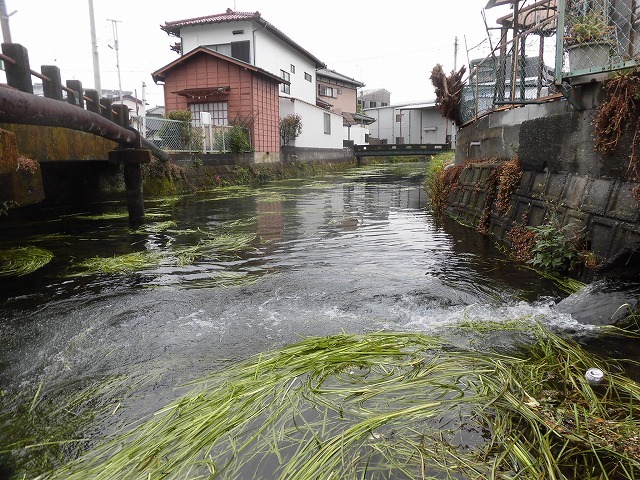 水位がこれまでになく高い田宿川 川そうじでカメラが水没_f0141310_08024713.jpg