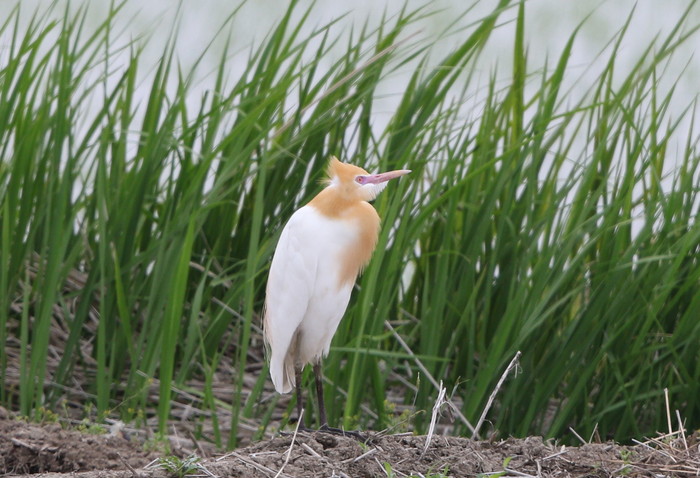 MFの田園地帯で1羽のアマサギが見られました_f0239515_17272696.jpg