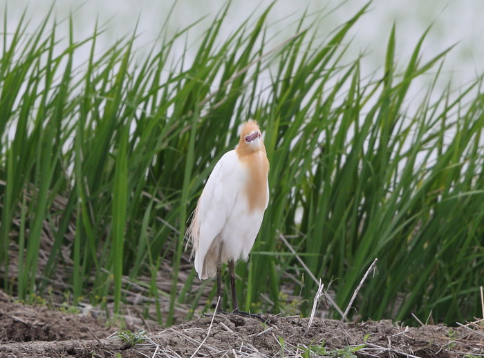 MFの田園地帯で1羽のアマサギが見られました_f0239515_1727785.jpg