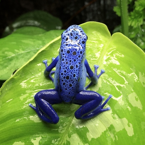 コバルトヤドクガエル